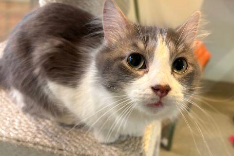 Enlarge Keith , an adopted mixed breed in Chicago, IL image 5/6