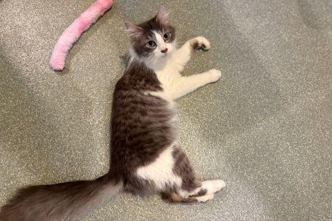 Enlarge Keith , an adopted mixed breed in Chicago, IL image 6/6