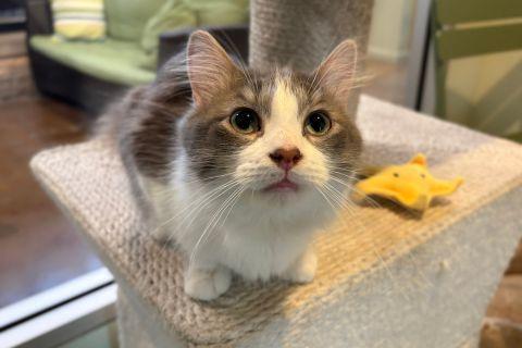 Enlarge Keith , an adopted mixed breed in Chicago, IL image 4/6