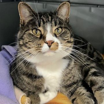 Bello, Adoptable, Adult Male Domestic Short Hair.