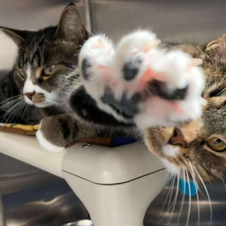 Enlarge Bello, a Adoptable Domestic Short Hair in Buffalo, WY image 2/5