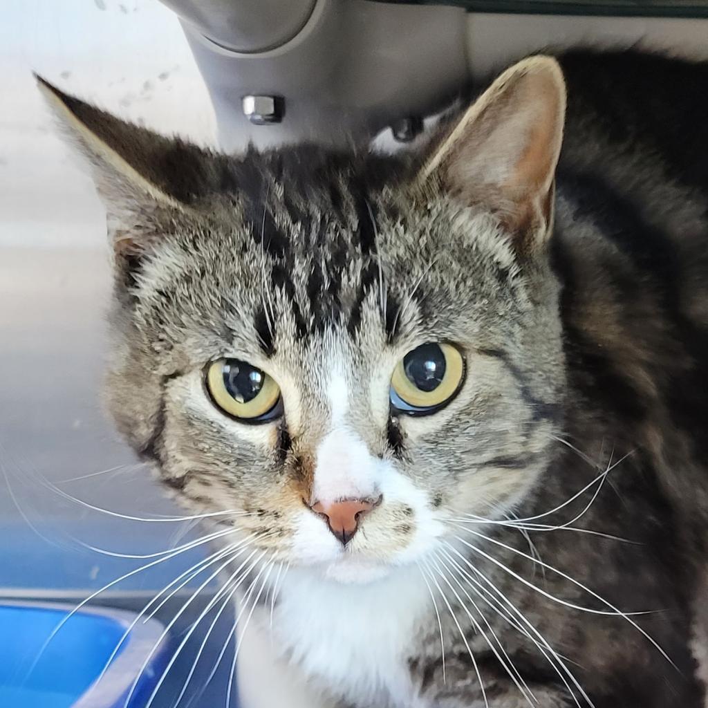 Enlarge Bello, a Adoptable Domestic Short Hair in Buffalo, WY image 3/5