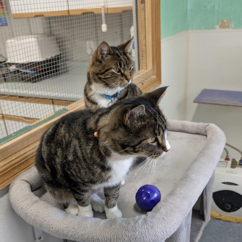 Enlarge Bello, a Adoptable Domestic Short Hair in Buffalo, WY image 4/5
