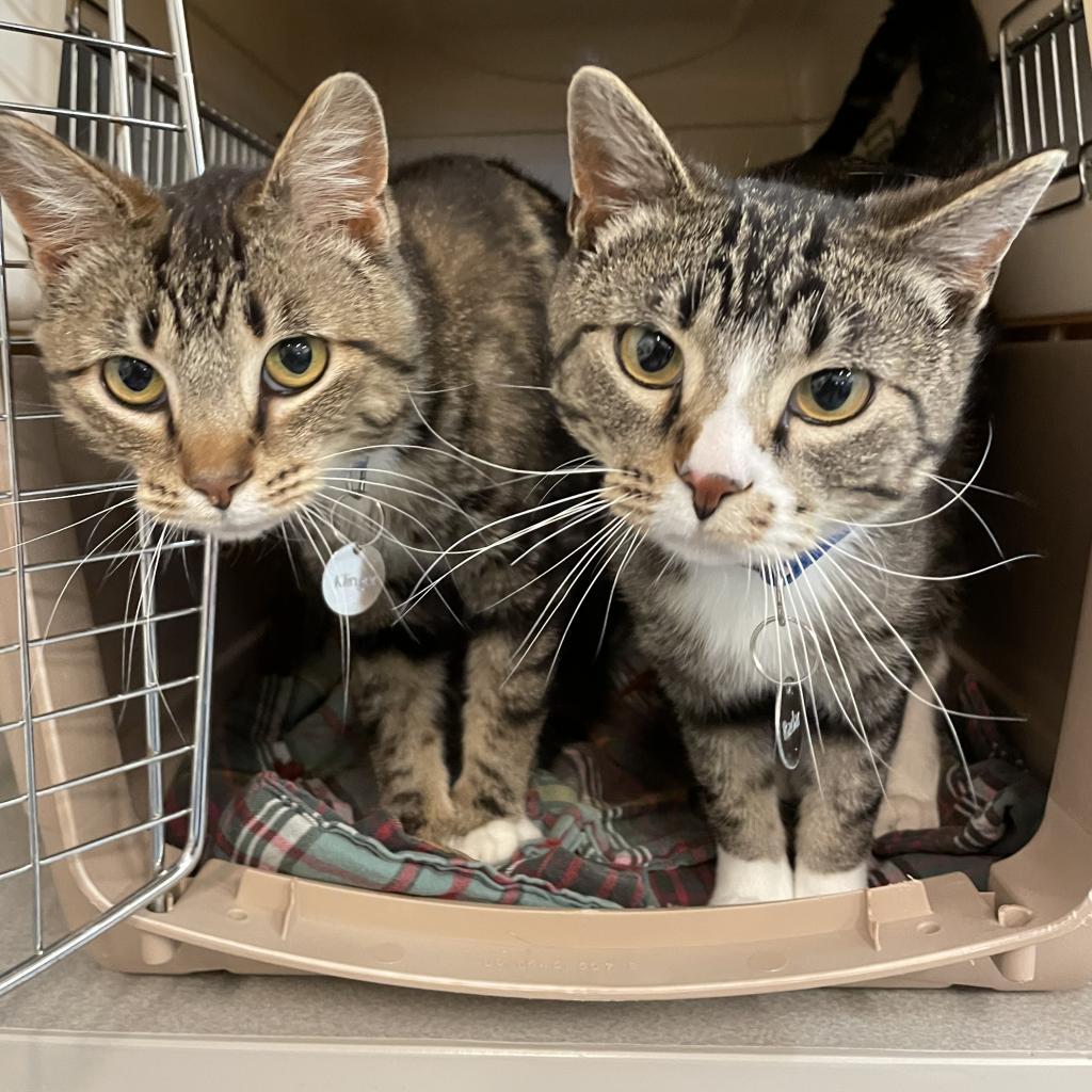 Enlarge Bello, a Adoptable Domestic Short Hair in Buffalo, WY image 5/5