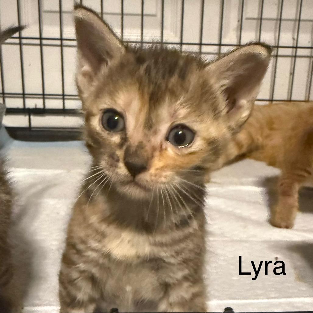 Lyra, Adoptable, Kitten Female Domestic Short Hair.