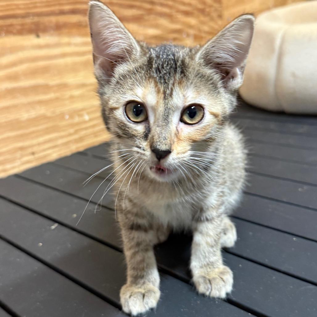 Enlarge Lyra, a Adoptable Domestic Short Hair in Booneville, AR image 2/3