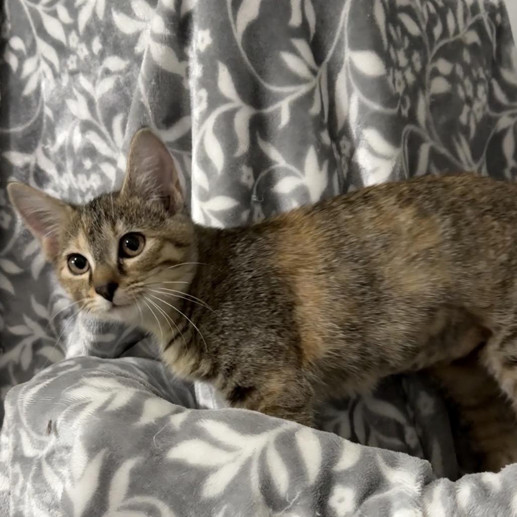 Enlarge Lyra, a Adoptable Domestic Short Hair in Booneville, AR image 3/3