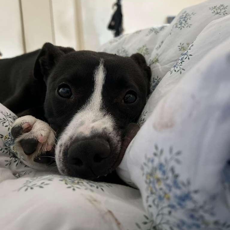 Lia, a ADOPTABLE mixed breed in New York, NY image 2/6