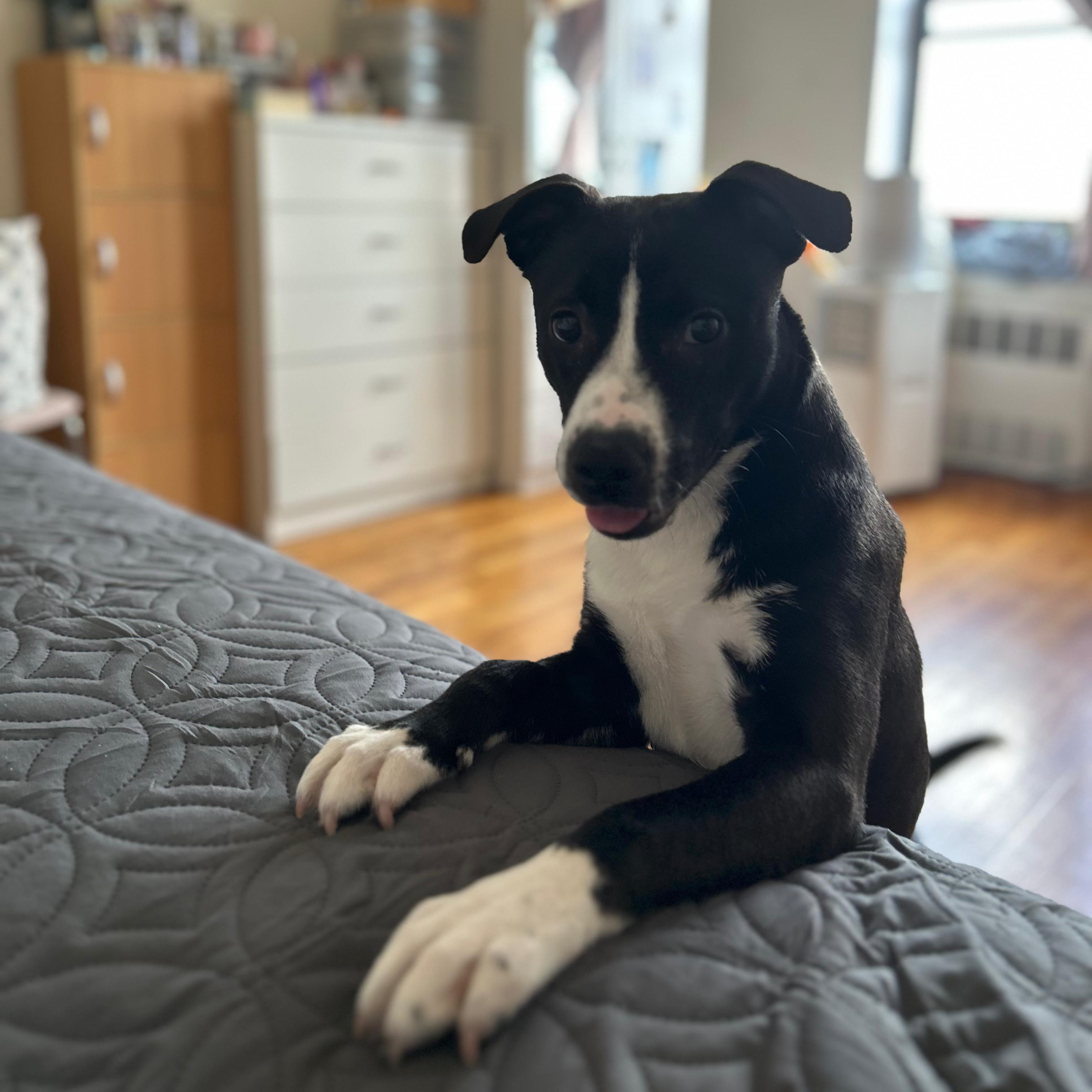 Lia, a ADOPTABLE mixed breed in New York, NY image 1/6