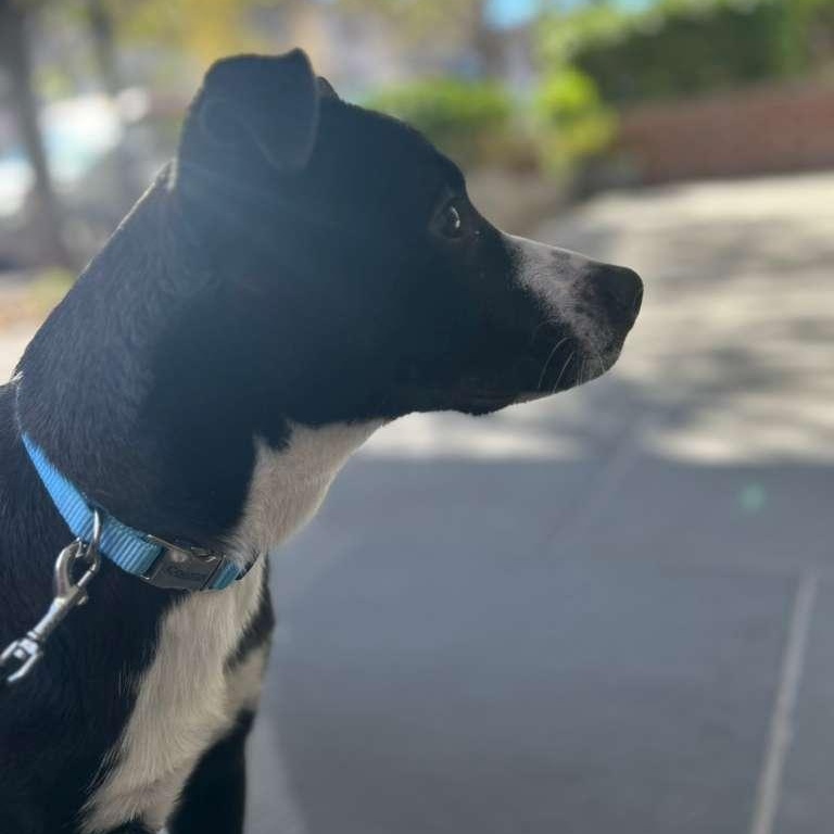 Lia, a ADOPTABLE mixed breed in New York, NY image 3/6