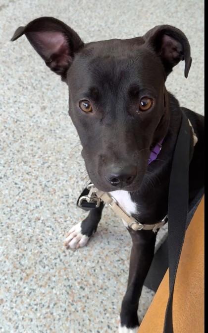 Cha Cha Shakes, Adoptable, Young Female Pit Bull Terrier & Mixed Breed.