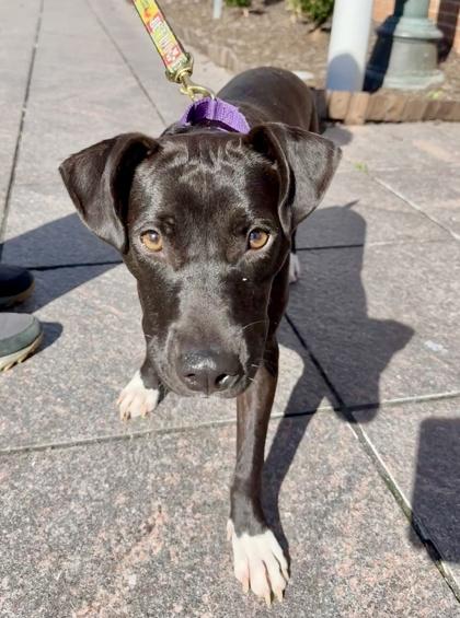 Enlarge Cha Cha Shakes, a Adoptable mixed breed in Washington, DC image 2/3