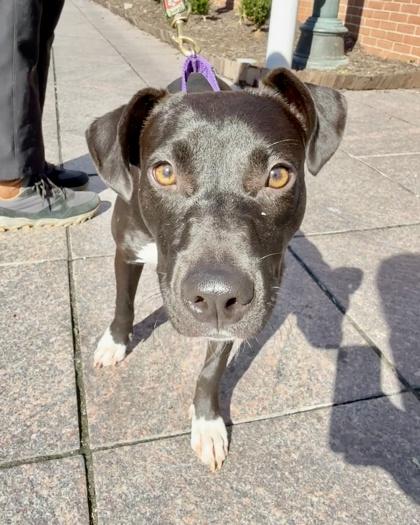 Enlarge Cha Cha Shakes, a Adoptable mixed breed in Washington, DC image 3/3
