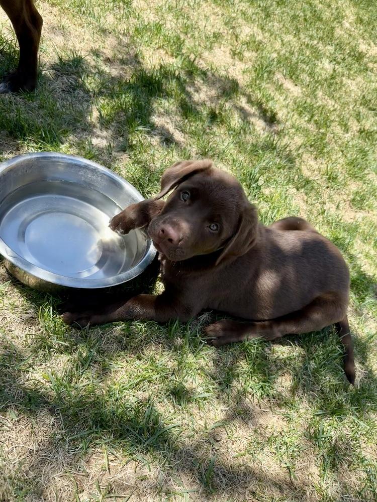 Condrareden / Doug, Adopted, Puppy Male Labrador Retriever & Mixed Breed.