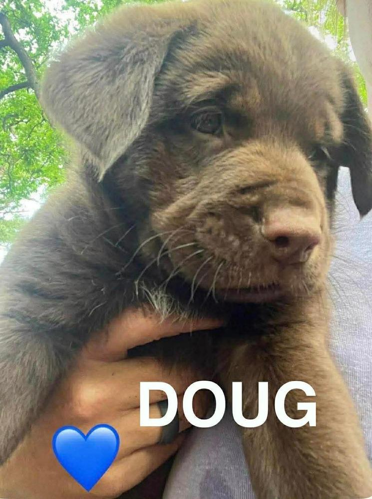 Enlarge Condrareden / Doug, a Adopted mixed breed in Broomfield, CO image 6/6