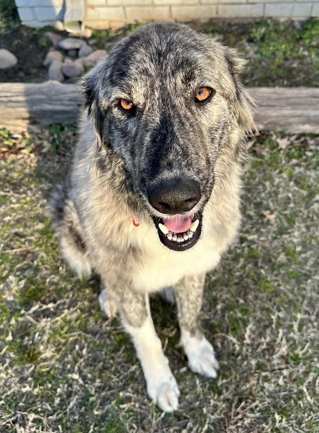 Enlarge Layla , an adopted mixed breed in Kiowa, OK image 4/6