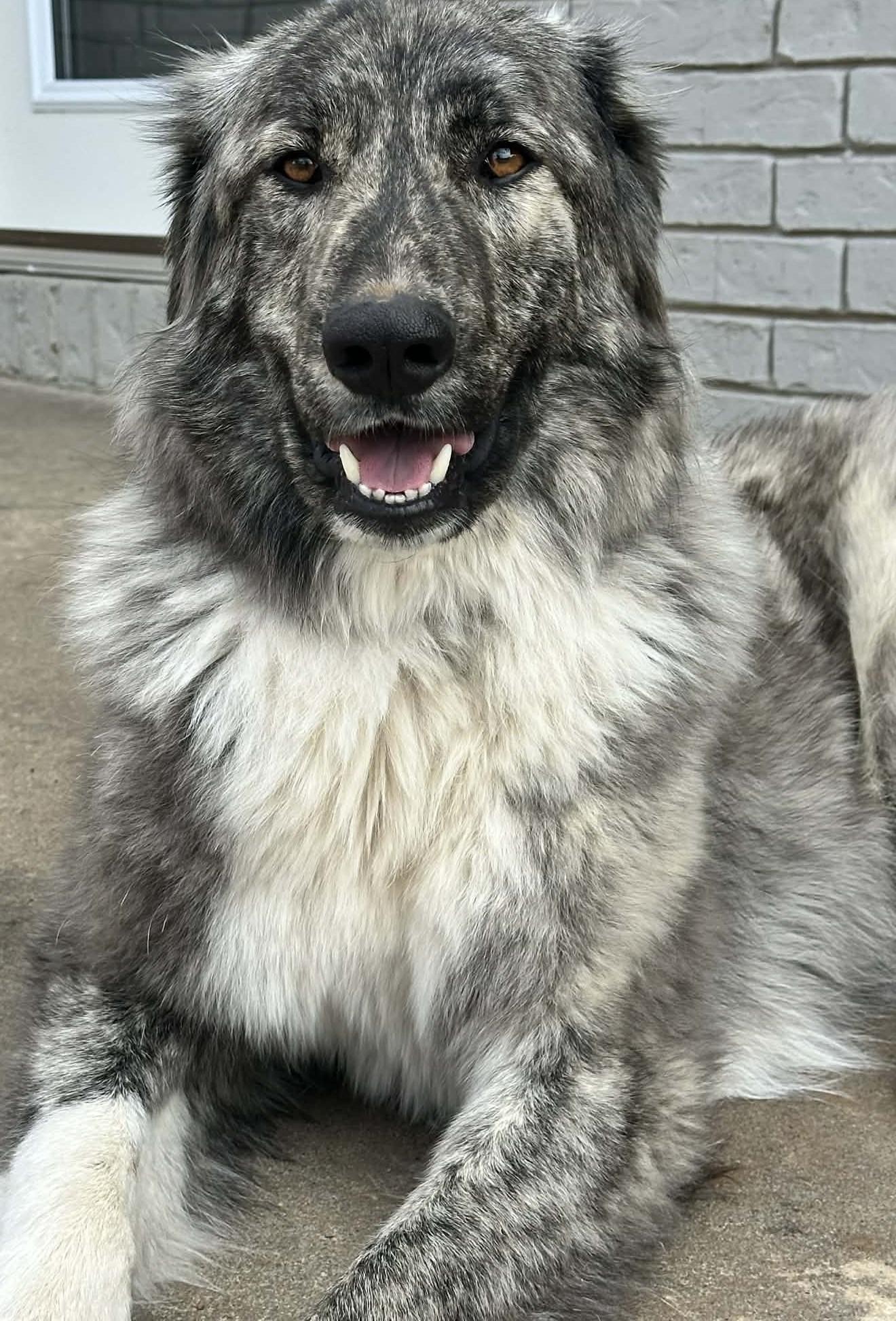 Enlarge Layla , an adopted mixed breed in Kiowa, OK image 1/6