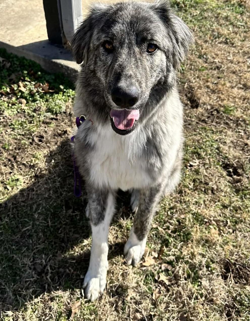 Enlarge Layla , an adopted mixed breed in Kiowa, OK image 2/6