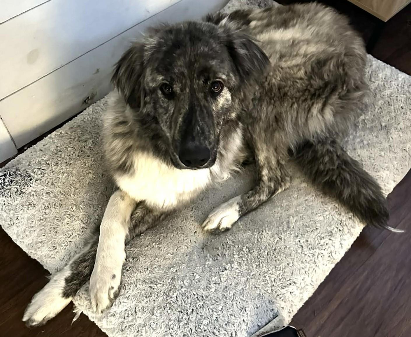 Enlarge Layla , an adopted mixed breed in Kiowa, OK image 6/6