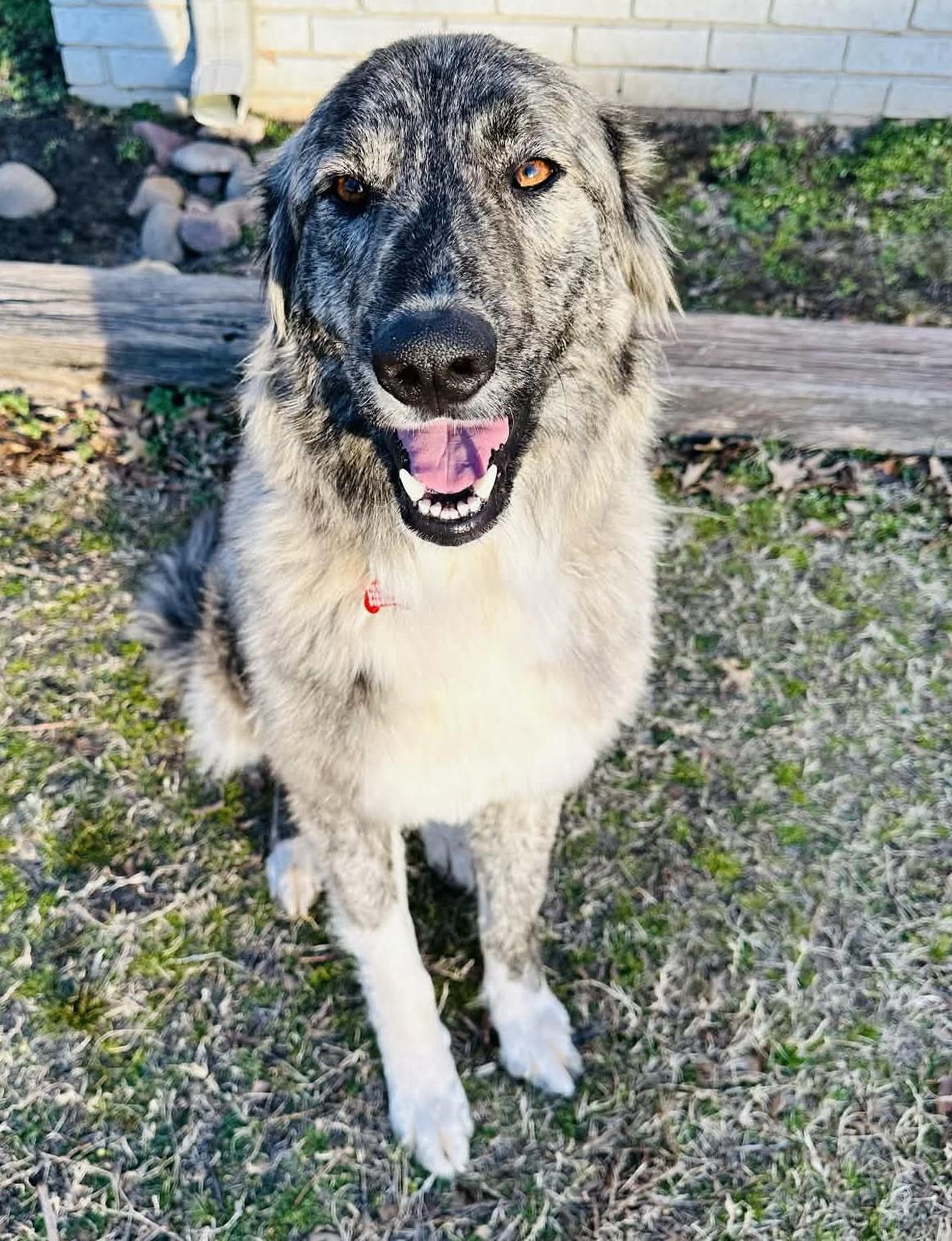 Enlarge Layla , an adopted mixed breed in Kiowa, OK image 5/6