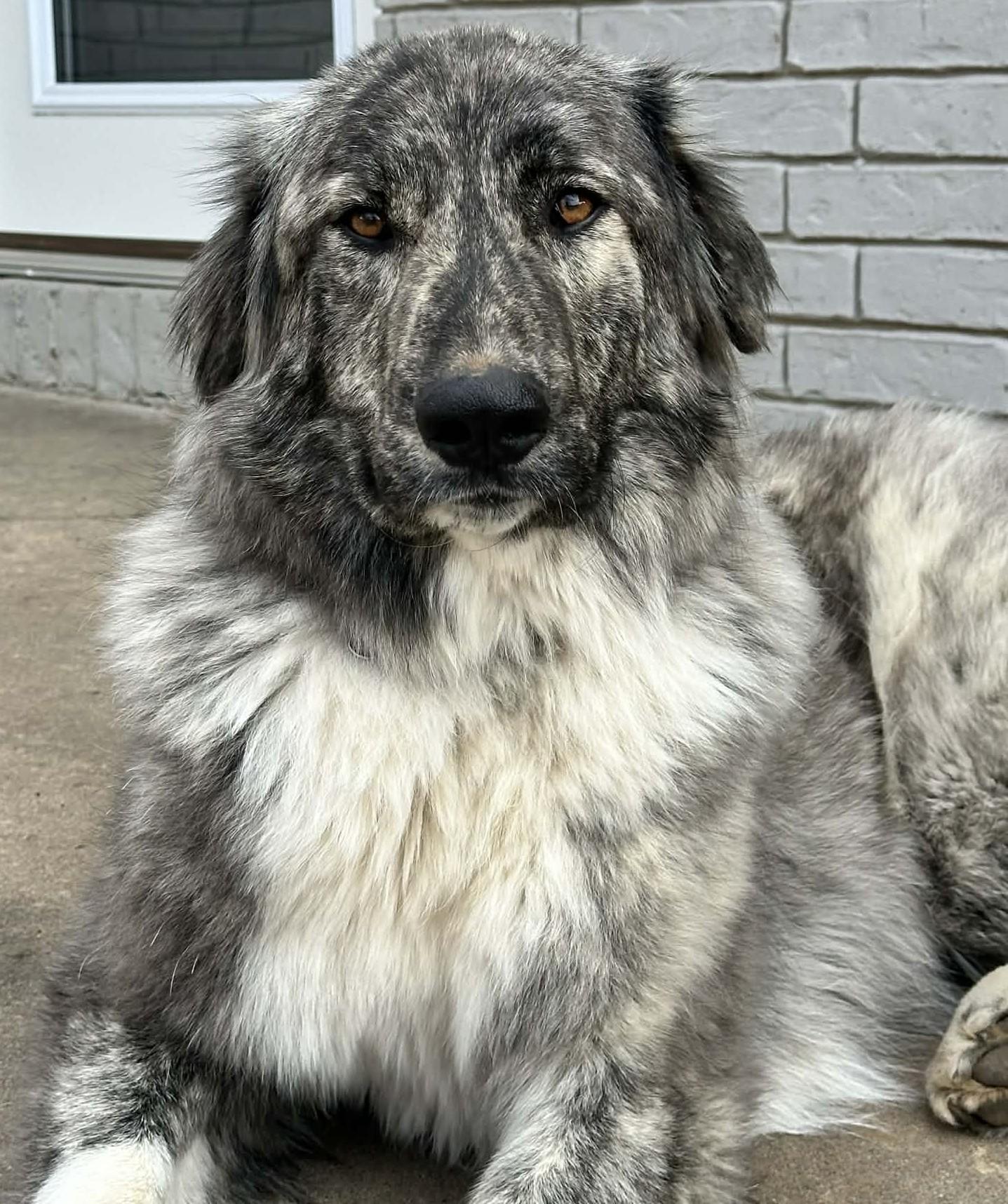 Enlarge Layla , an adopted mixed breed in Kiowa, OK image 3/6