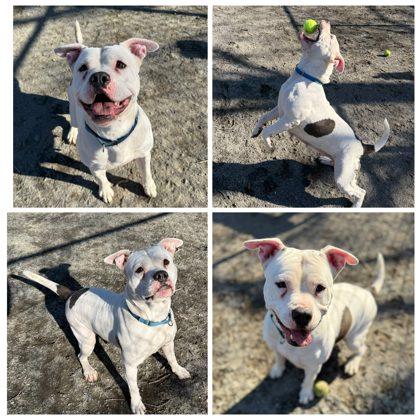 Enlarge Dakota, a Adoptable Mixed Breed in Fairfax, VA image 1/3