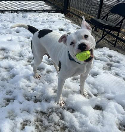 Enlarge Dakota, a Adoptable Mixed Breed in Fairfax, VA image 2/3