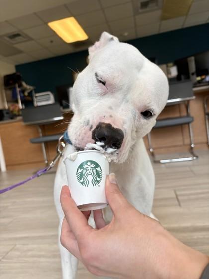 Dakota, Adoptable, Adult Female Mixed Breed.