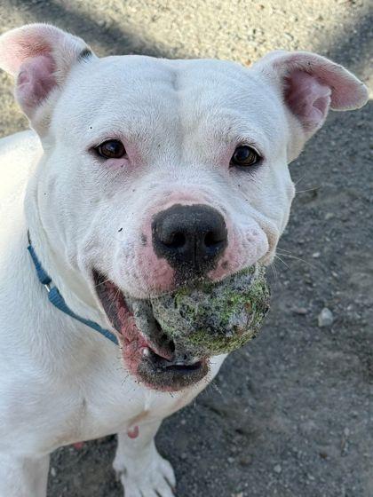 Enlarge Dakota, a Adoptable Mixed Breed in Fairfax, VA image 2/3