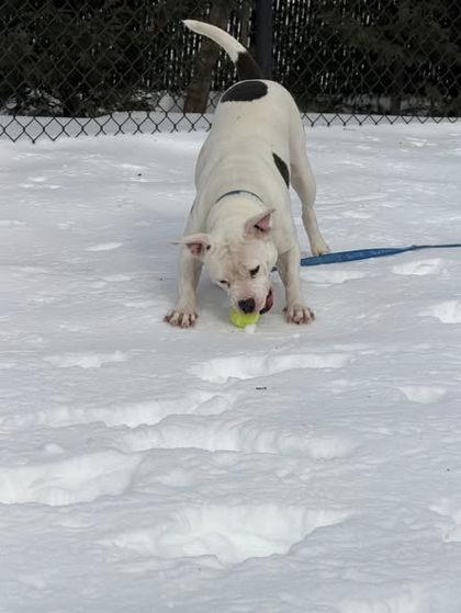 Enlarge Dakota, a Adoptable Mixed Breed in Fairfax, VA image 3/3