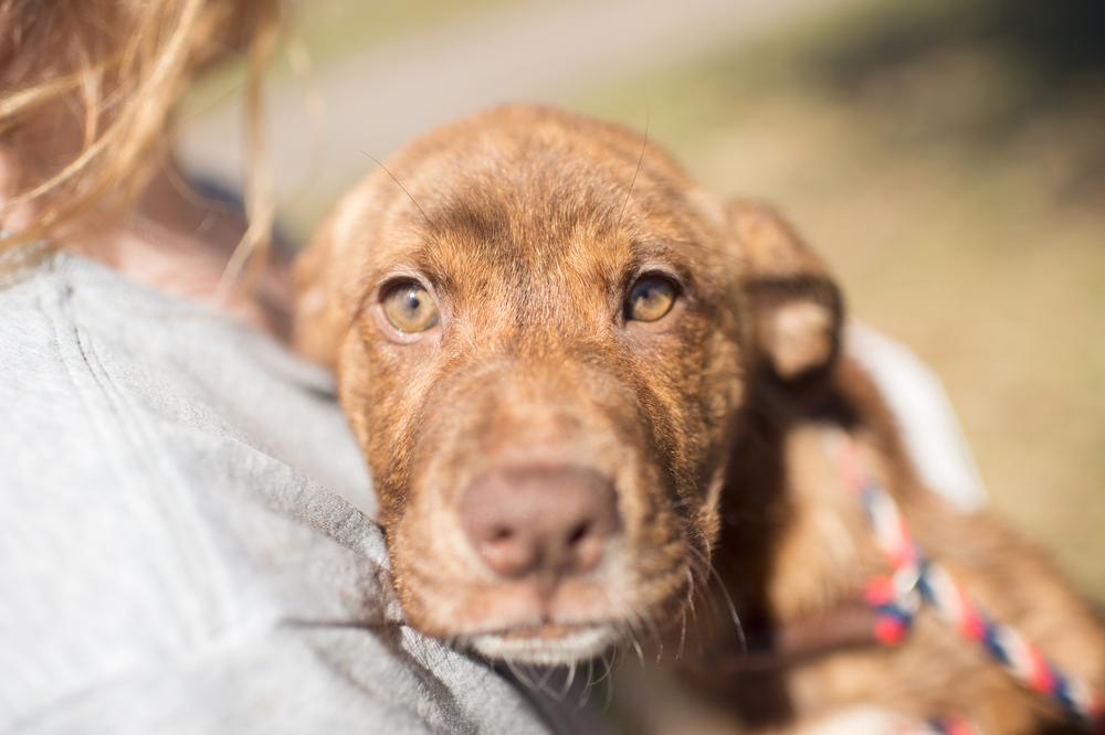 Enlarge Speedy, a Adopted mixed breed in Sealy, TX image 1/5