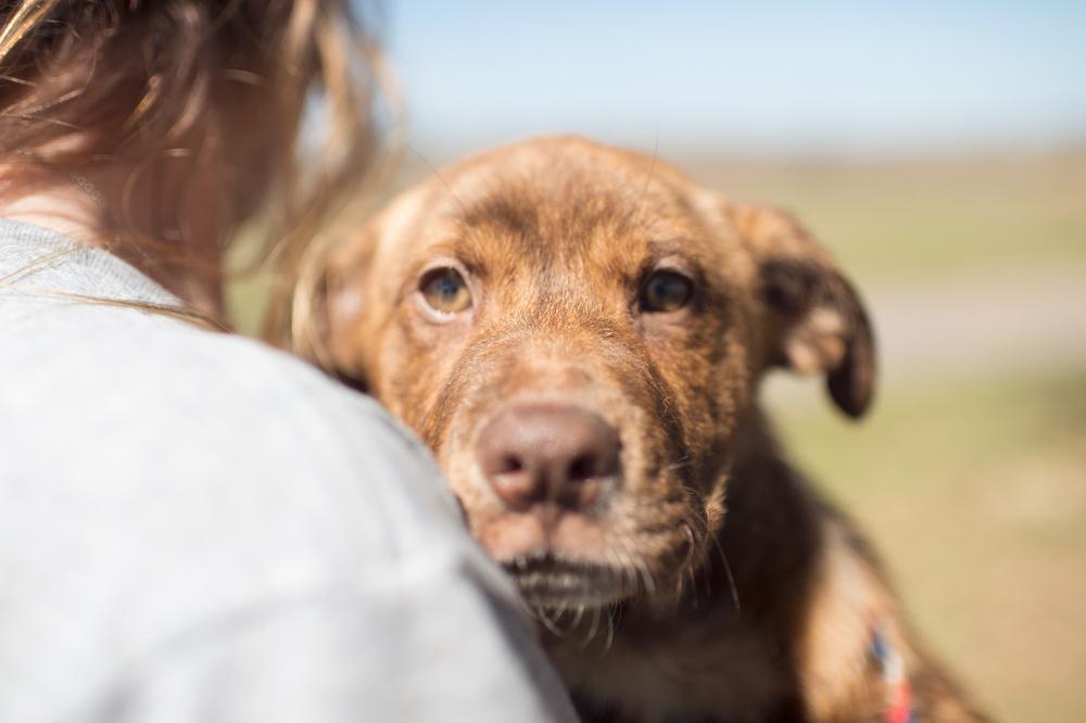 Enlarge Speedy, a Adopted mixed breed in Sealy, TX image 2/5