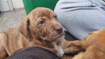 Enlarge Speedy, a Adopted mixed breed in Sealy, TX image 4/5