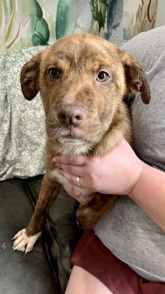 Enlarge Speedy, a Adopted mixed breed in Sealy, TX image 5/5