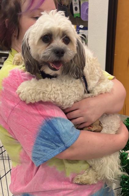 Enlarge Cooper, a Adoptable mixed breed in Scott Depot, WV image 1/2