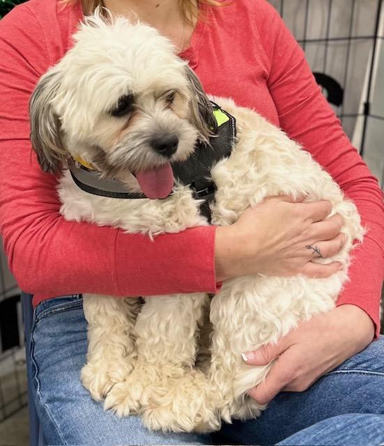 Enlarge Cooper, a Adoptable mixed breed in Scott Depot, WV image 2/2