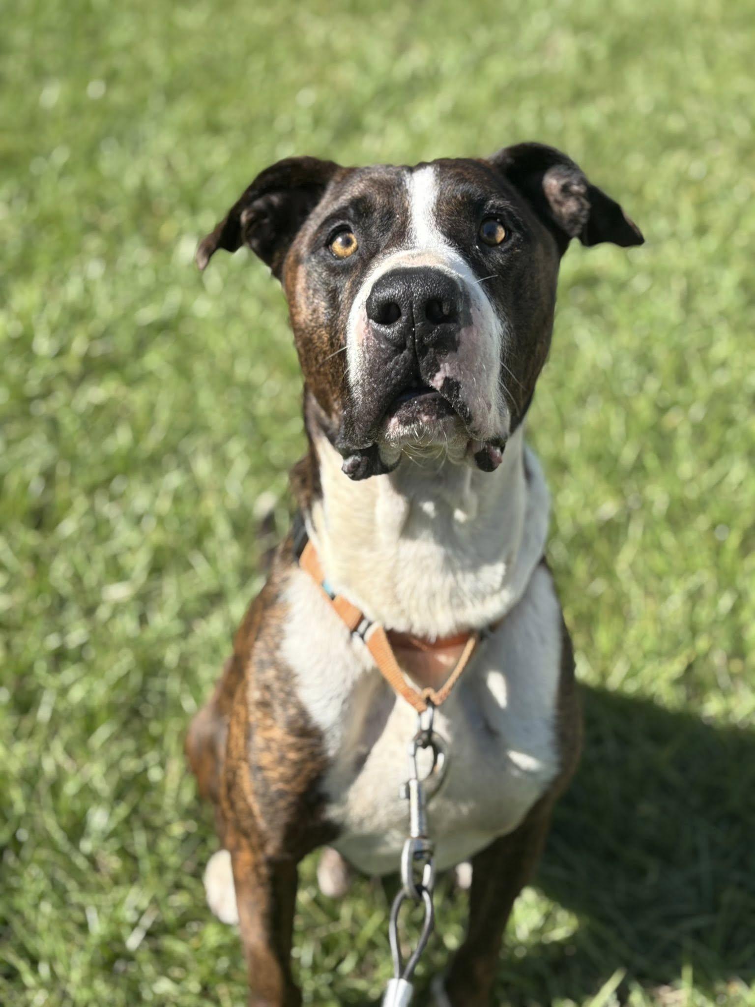 Enlarge Winston, a Adoptable mixed breed in Arcadia, FL image 1/3