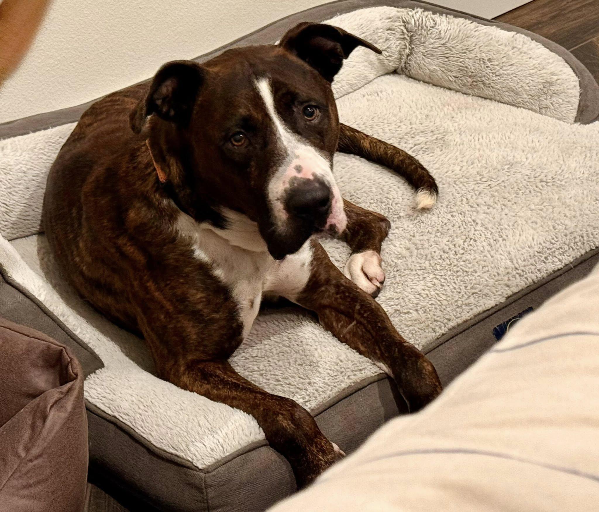 Enlarge Winston, a Adoptable mixed breed in Arcadia, FL image 2/3