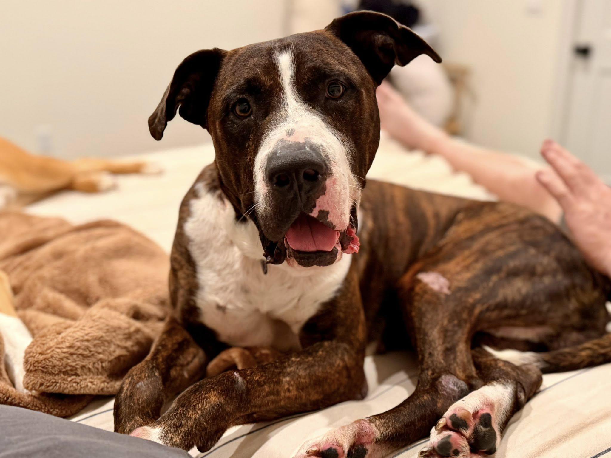 Enlarge Winston, a Adoptable mixed breed in Arcadia, FL image 3/3