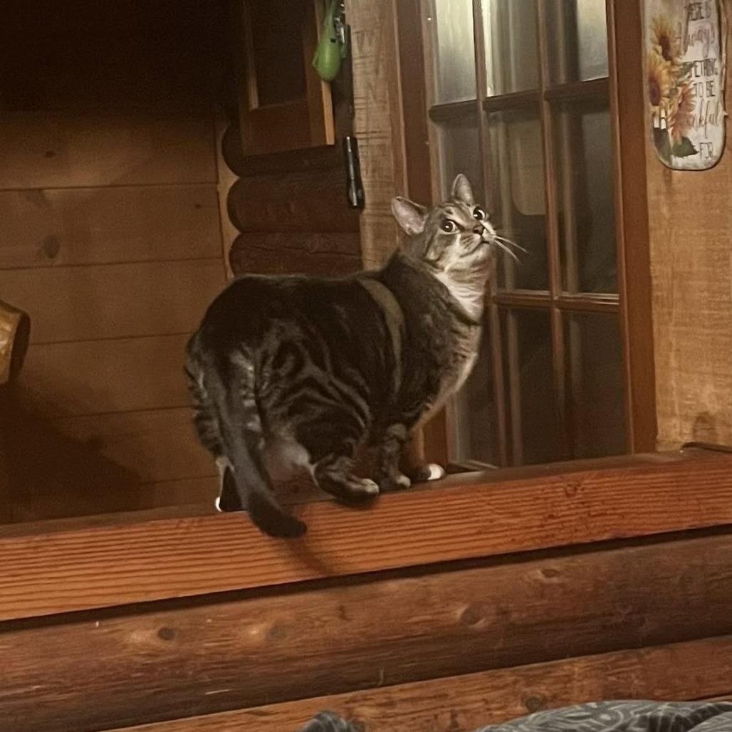 Enlarge Lucy, a Adoptable Domestic Short Hair in Coos Bay, OR image 1/1