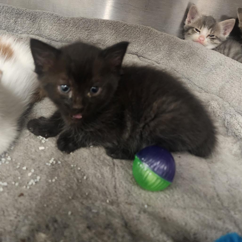 Miles, Adoptable, Kitten Male Domestic Short Hair.