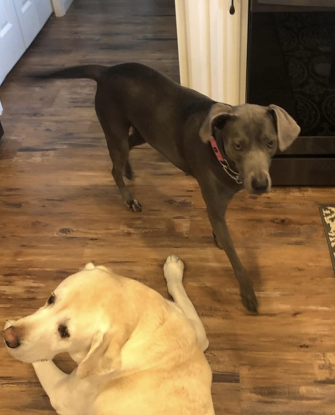 Maggie ~Courtesy Post~, an adoptable Weimaraner, Greyhound in Dayton, OH, 45419 | Photo Image 2