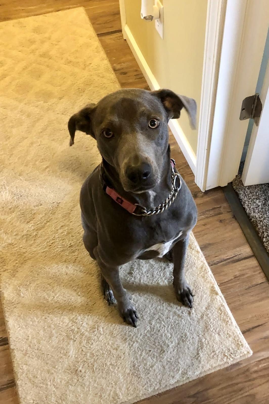 Maggie ~Courtesy Post~, an adoptable Weimaraner, Greyhound in Dayton, OH, 45419 | Photo Image 3