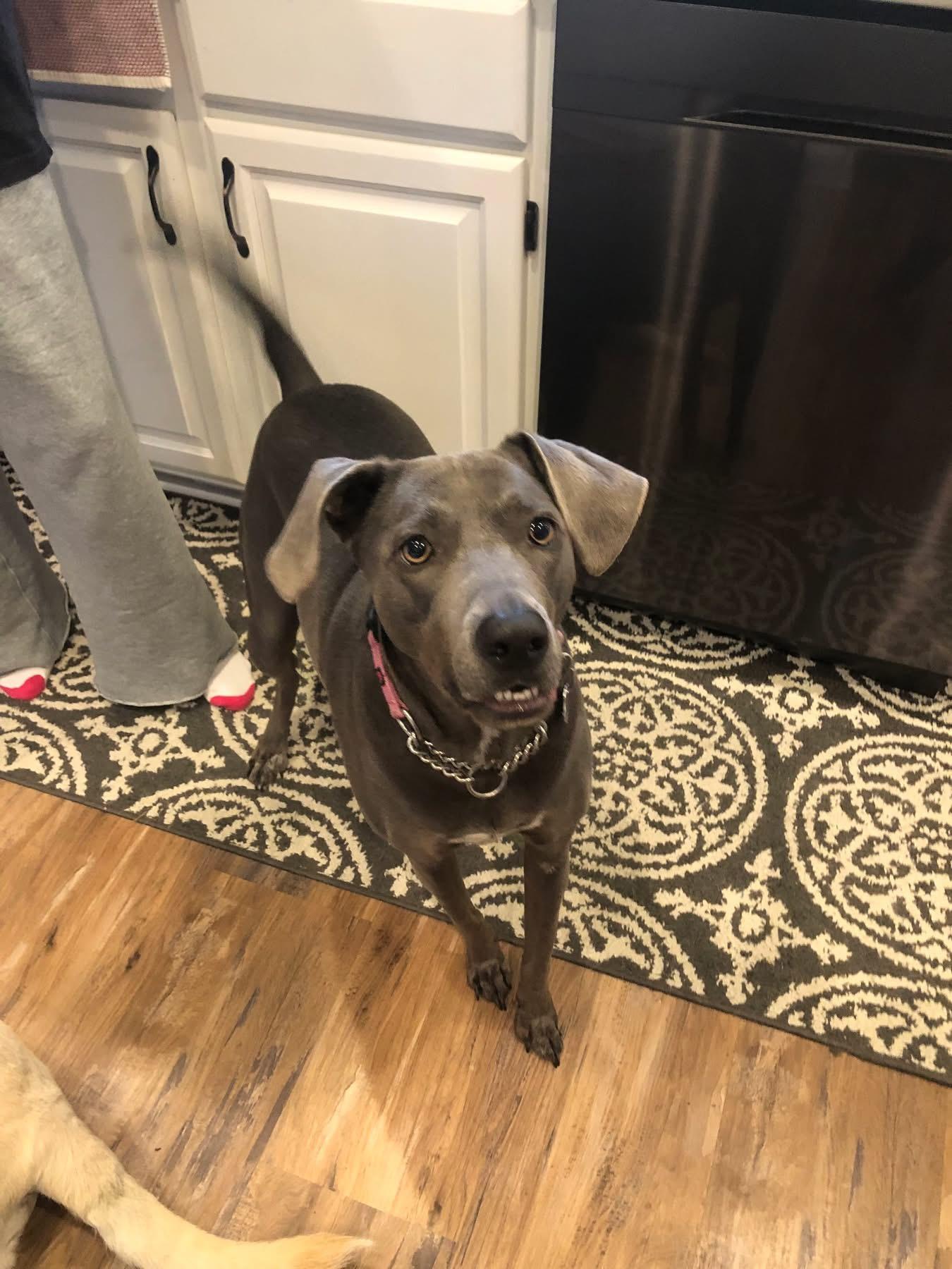 Maggie ~Courtesy Post~, an adoptable Weimaraner, Greyhound in Dayton, OH, 45419 | Photo Image 1