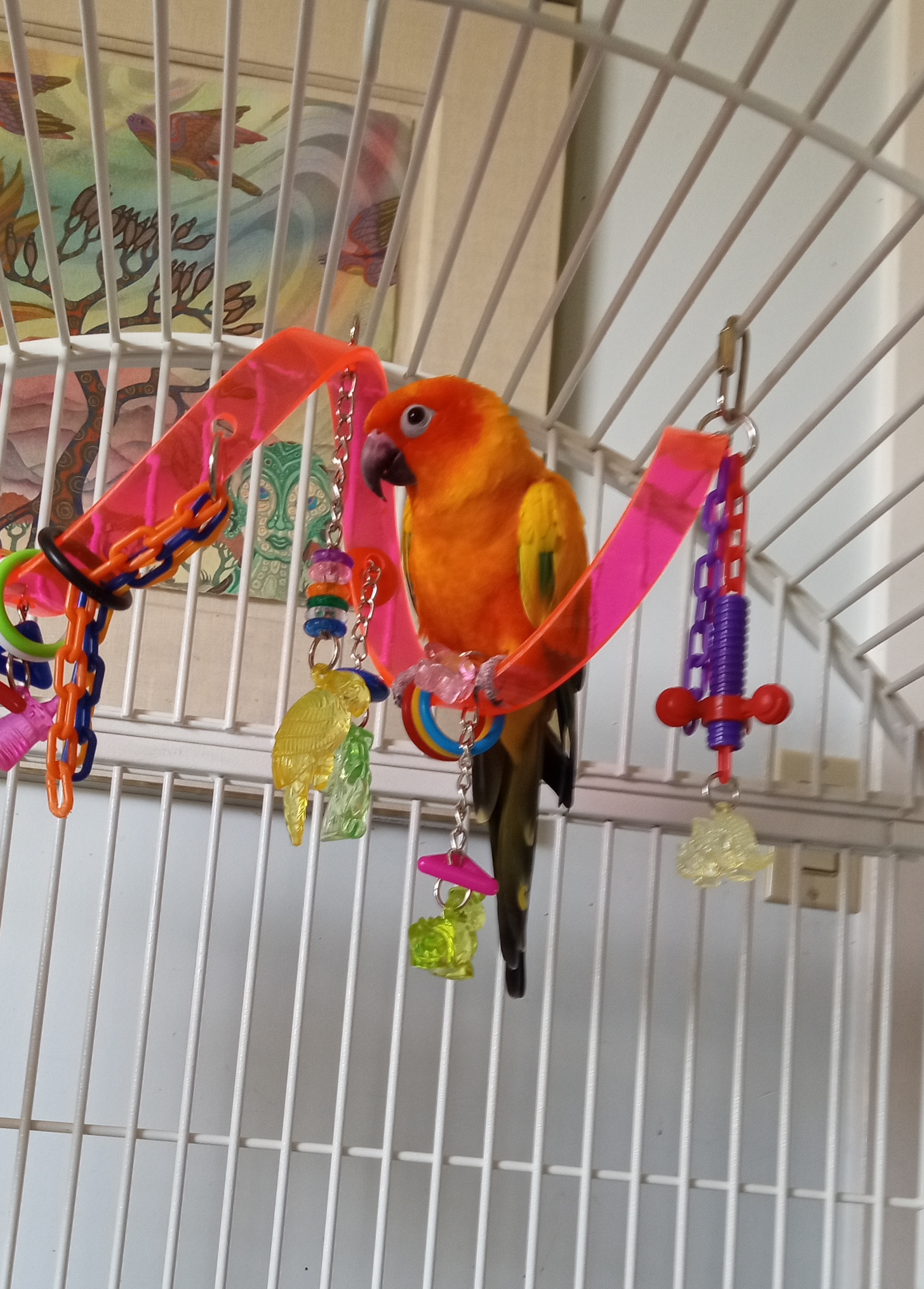 Spike, Adoptable, Adult Male Conure.