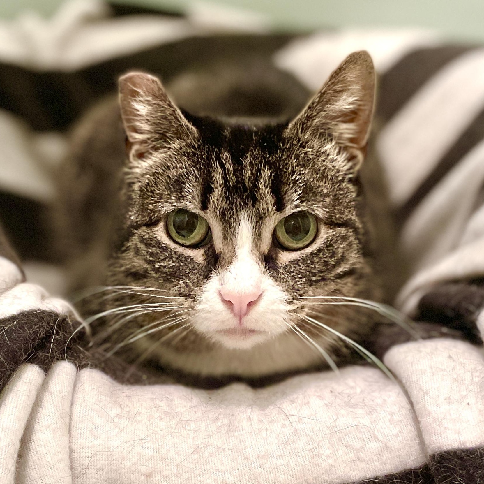 Valentina, ADOPTABLE, Adult Female Domestic Short Hair.