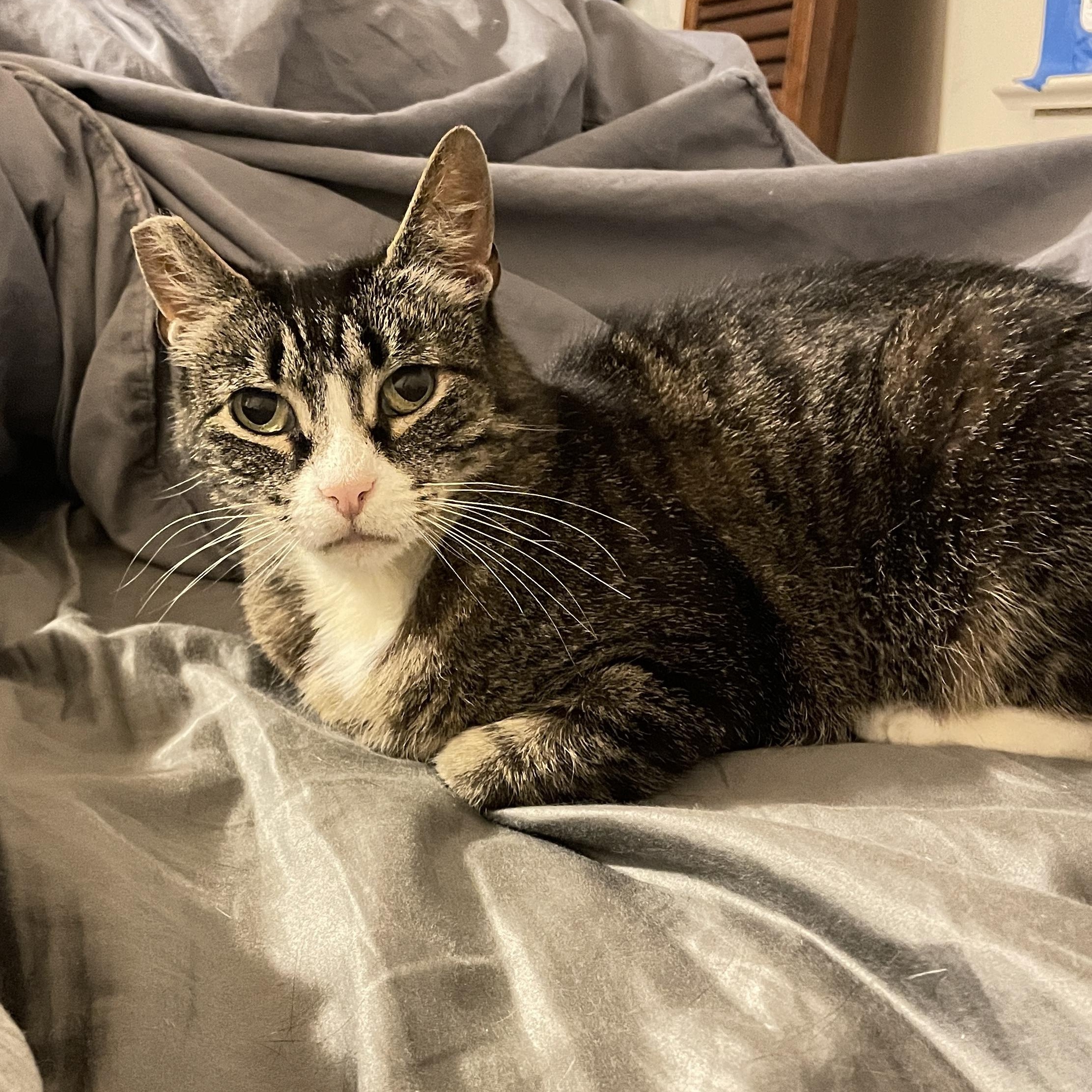 Val, a ADOPTABLE Domestic Short Hair in East Brunswick, NJ image 2/6