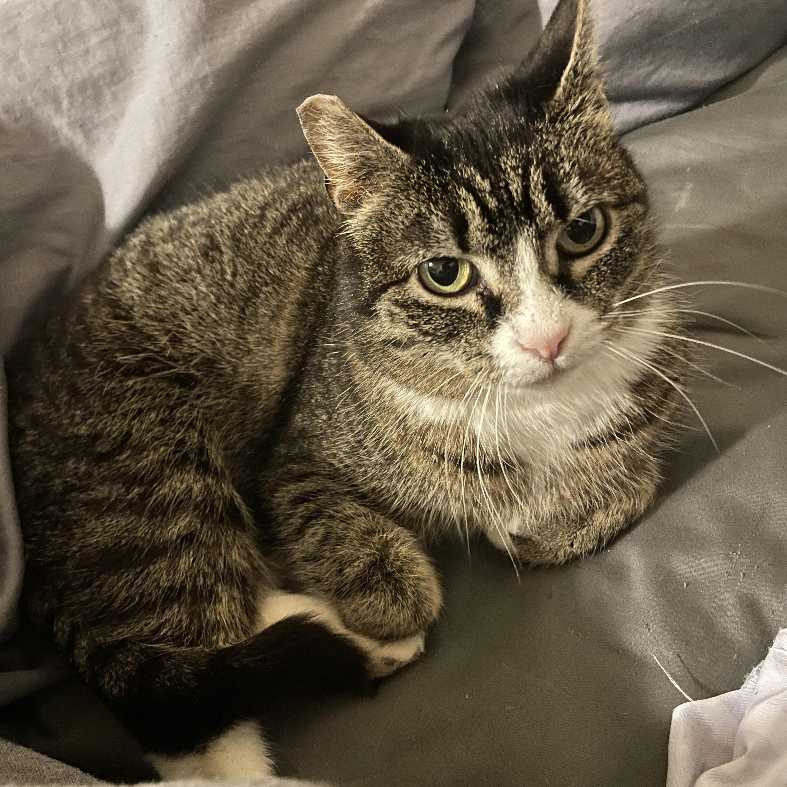 Enlarge Valentina, a ADOPTABLE Domestic Short Hair in East Brunswick, NJ image 3/5
