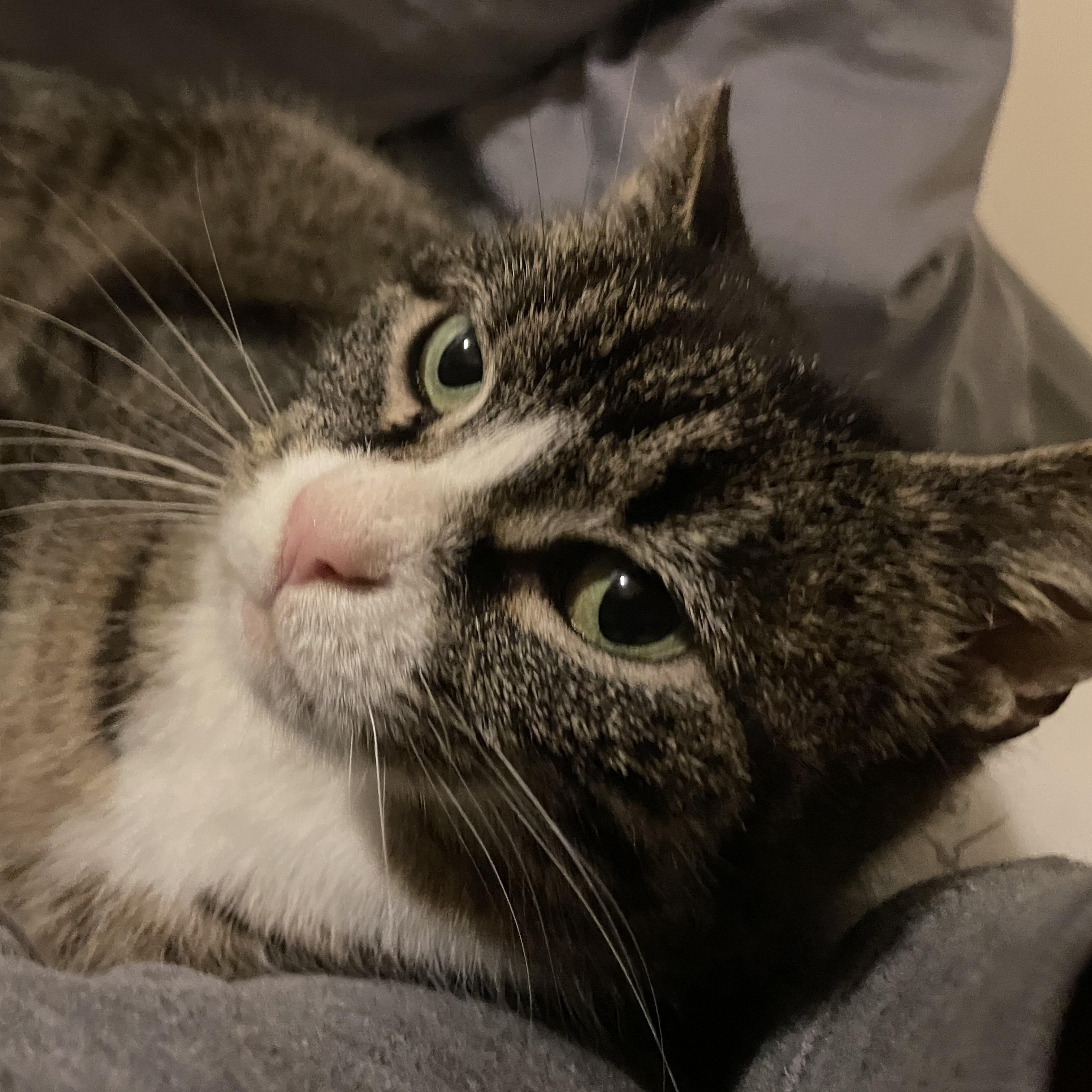 Enlarge Valentina, a ADOPTABLE Domestic Short Hair in East Brunswick, NJ image 2/5