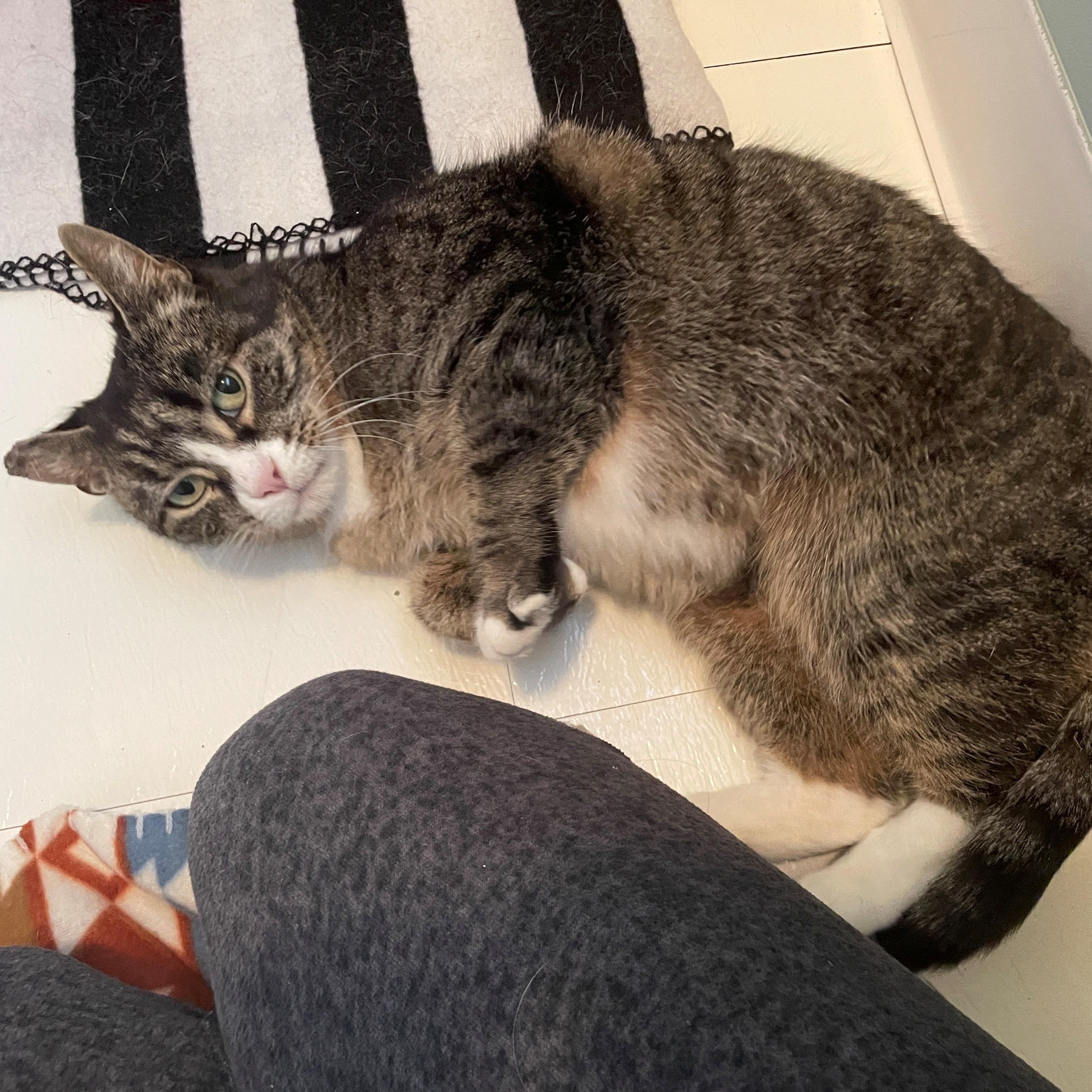 Enlarge Valentina, a ADOPTABLE Domestic Short Hair in East Brunswick, NJ image 4/5